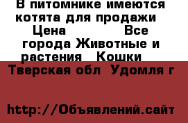 В питомнике имеются котята для продажи › Цена ­ 30 000 - Все города Животные и растения » Кошки   . Тверская обл.,Удомля г.